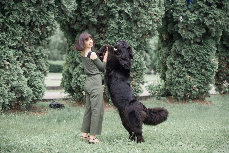 Фото: ньюфаундленд Prekrasnaya Patti (Прекрасная Патти), Mariya Ermachkova (Мария Ермачкова)