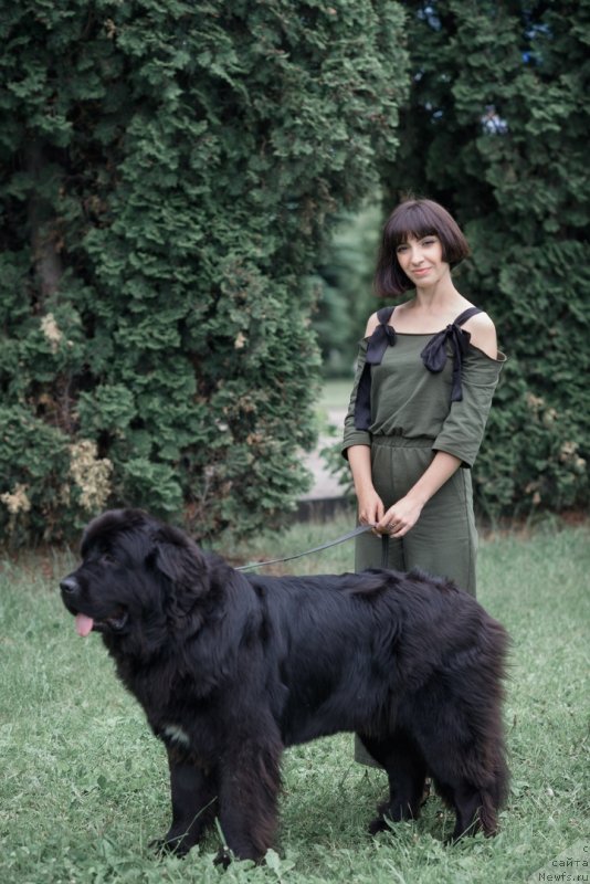 Фото: ньюфаундленд Prekrasnaya Patti (Прекрасная Патти), Mariya Ermachkova (Мария Ермачкова)