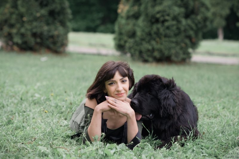 Фото: ньюфаундленд Prekrasnaya Patti (Прекрасная Патти), Mariya Ermachkova (Мария Ермачкова)