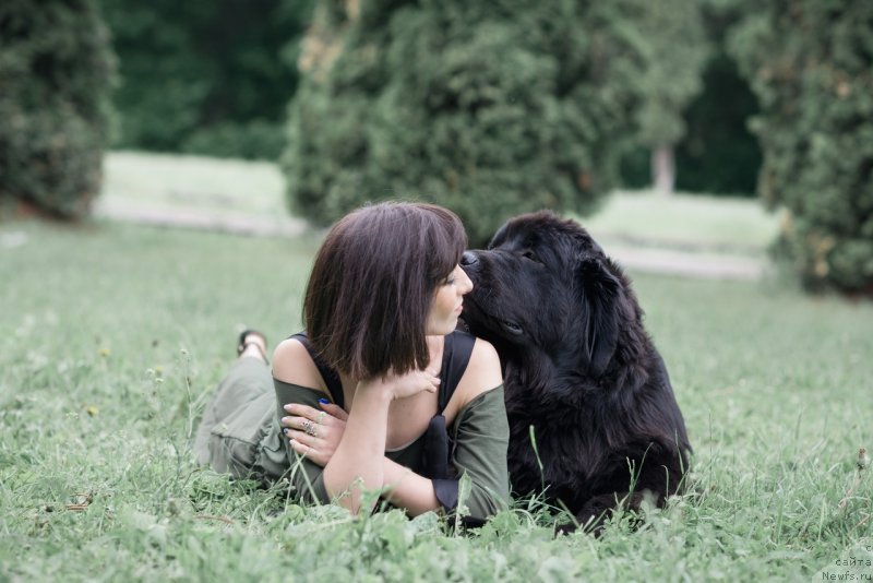Фото: ньюфаундленд Prekrasnaya Patti (Прекрасная Патти), Mariya Ermachkova (Мария Ермачкова)