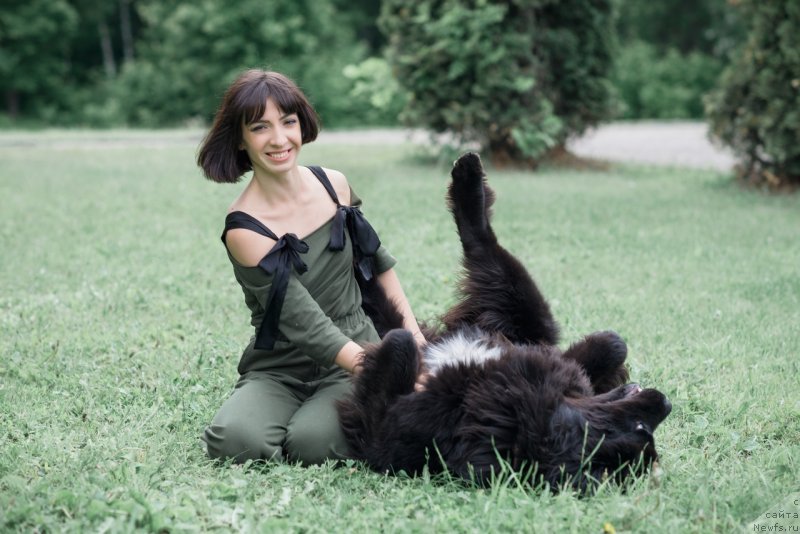 Фото: ньюфаундленд Prekrasnaya Patti (Прекрасная Патти), Mariya Ermachkova (Мария Ермачкова)