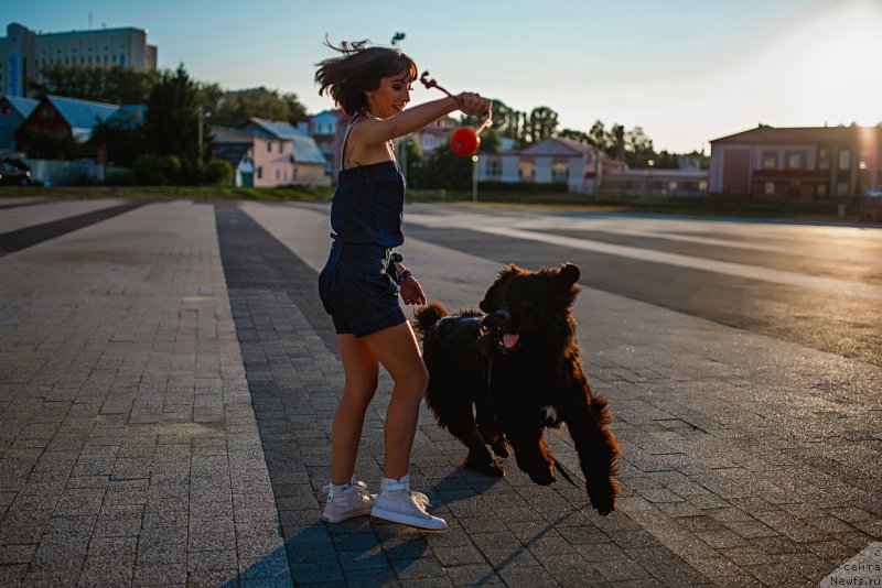 Фото: ньюфаундленд Prekrasnaya Patti (Прекрасная Патти), Mariya Ermachkova (Мария Ермачкова)