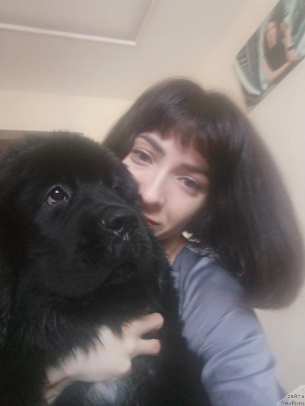 Фото: ньюфаундленд Belkonder-Klab Madam de Pompadur (Белкондер-Клаб Мадам де Помпадур), Mariya Ermachkova (Мария Ермачкова)