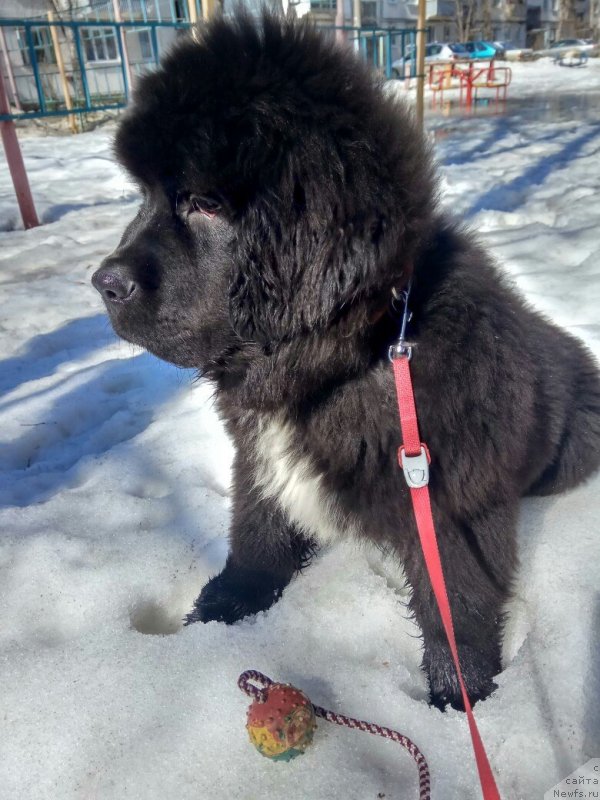 Фото: ньюфаундленд Belkonder-Klab Madam de Pompadur (Белкондер-Клаб Мадам де Помпадур)