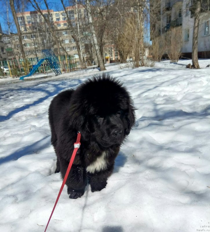 Фото: ньюфаундленд Belkonder-Klab Madam de Pompadur (Белкондер-Клаб Мадам де Помпадур)