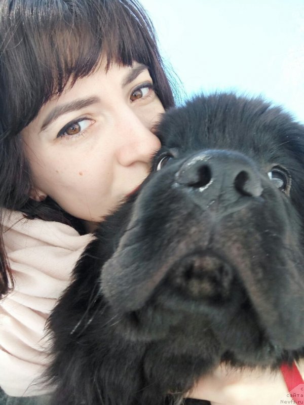 Фото: ньюфаундленд Belkonder-Klab Madam de Pompadur (Белкондер-Клаб Мадам де Помпадур), Mariya Ermachkova (Мария Ермачкова)