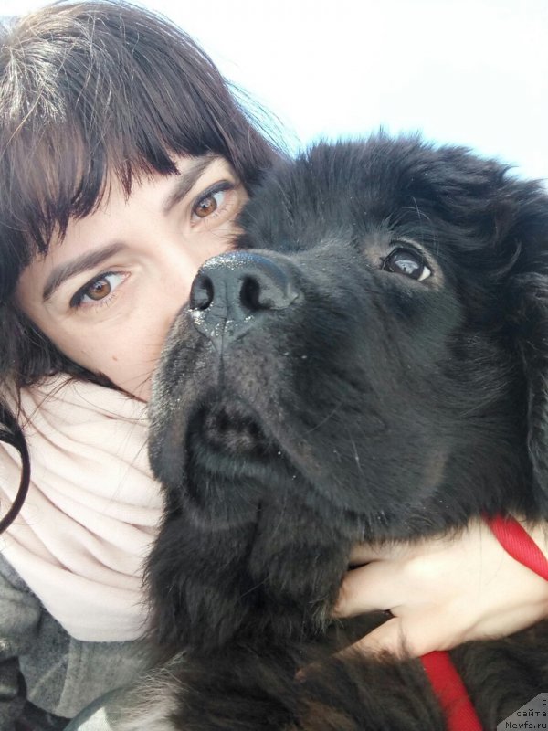Фото: ньюфаундленд Belkonder-Klab Madam de Pompadur (Белкондер-Клаб Мадам де Помпадур), Mariya Ermachkova (Мария Ермачкова)