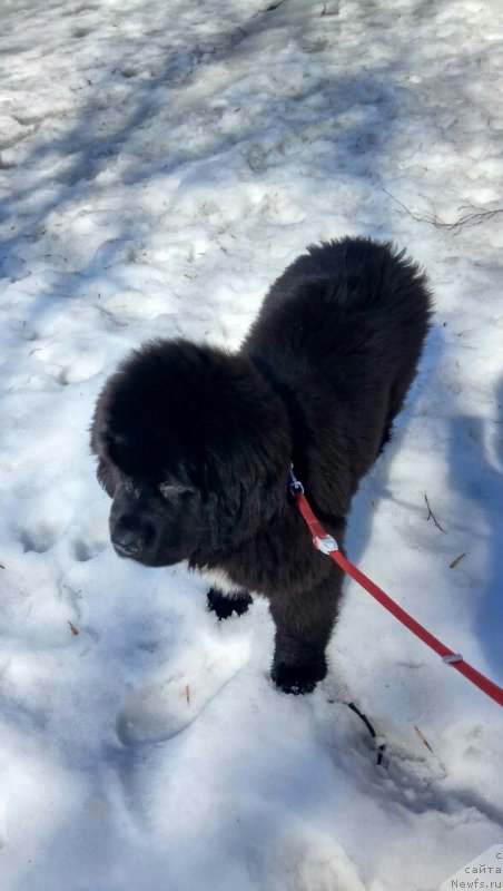 Фото: ньюфаундленд Belkonder-Klab Madam de Pompadur (Белкондер-Клаб Мадам де Помпадур), Mariya Ermachkova (Мария Ермачкова)
