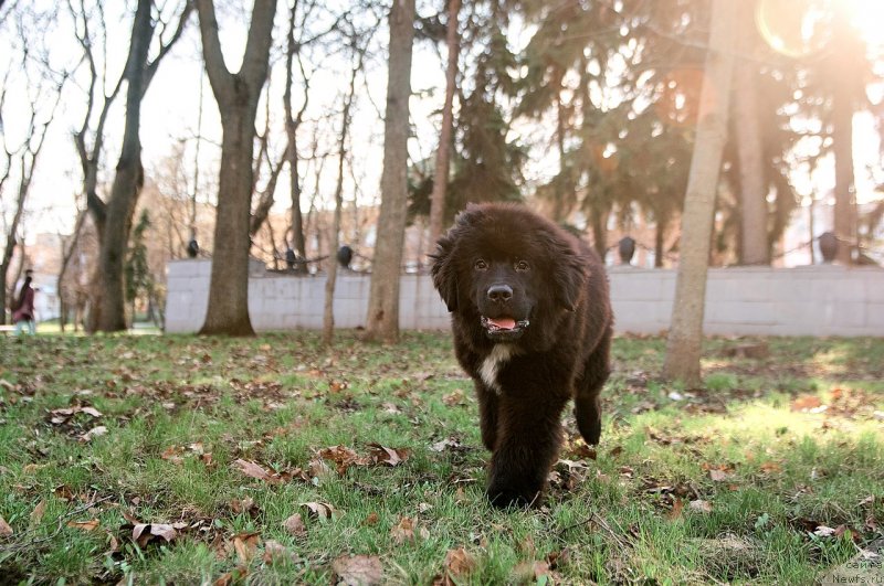 Фото: ньюфаундленд Belkonder-Klab Madam de Pompadur (Белкондер-Клаб Мадам де Помпадур)