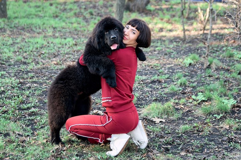 Фото: ньюфаундленд Belkonder-Klab Madam de Pompadur (Белкондер-Клаб Мадам де Помпадур), Mariya Ermachkova (Мария Ермачкова)