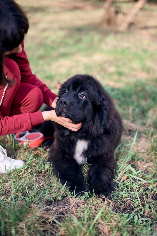 Фото: ньюфаундленд Belkonder-Klab Madam de Pompadur (Белкондер-Клаб Мадам де Помпадур), Mariya Ermachkova (Мария Ермачкова)