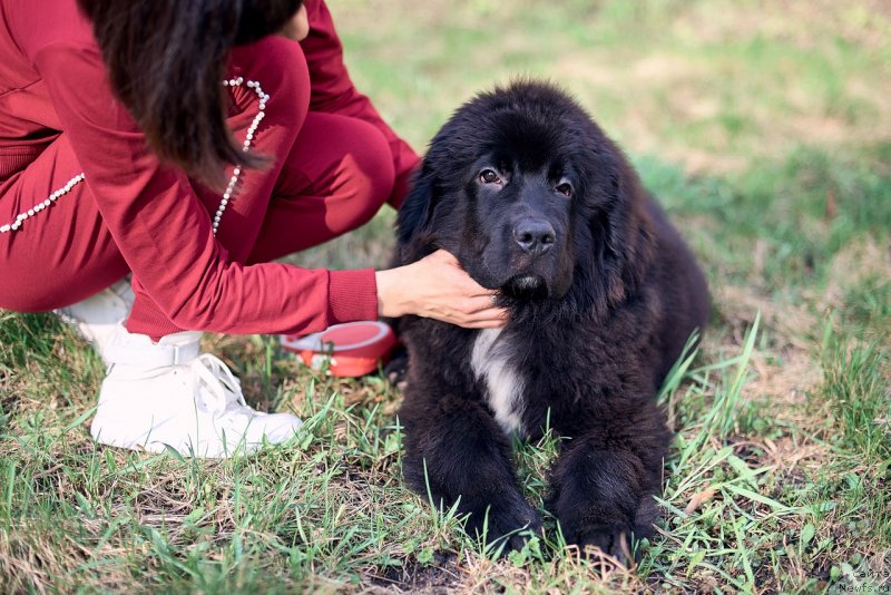 Фото: ньюфаундленд Belkonder-Klab Madam de Pompadur (Белкондер-Клаб Мадам де Помпадур), Mariya Ermachkova (Мария Ермачкова)