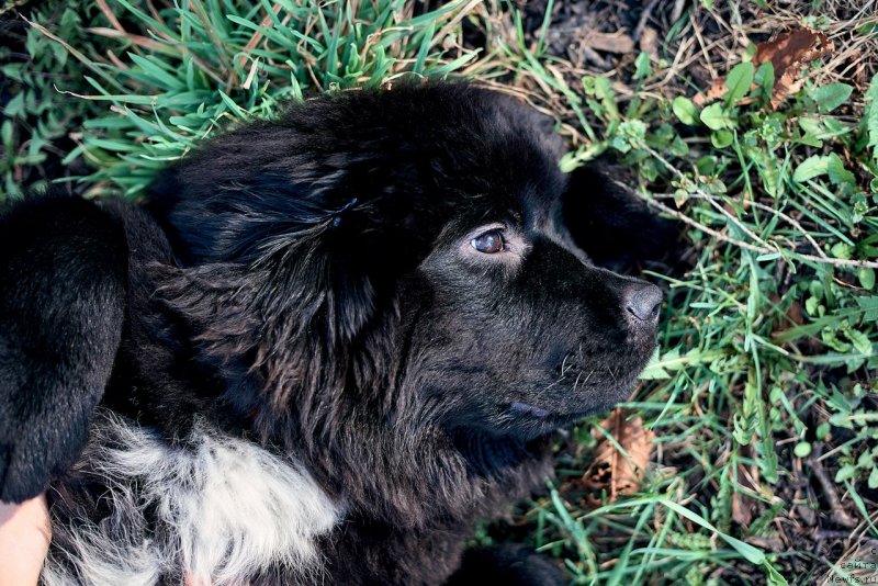 Фото: ньюфаундленд Belkonder-Klab Madam de Pompadur (Белкондер-Клаб Мадам де Помпадур)
