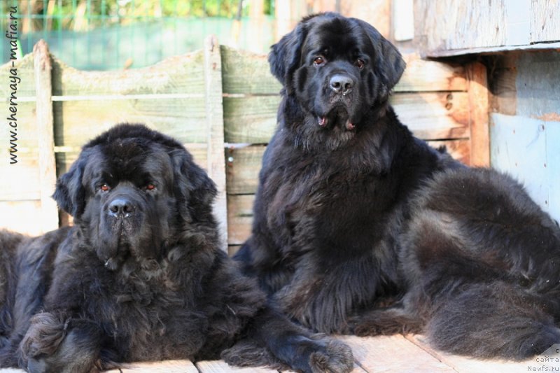 Фото: ньюфаундленд Chernaya Mafia Must Have (Черная Мафия Муст Хаве), ньюфаундленд Chernaya Mafia А Kind of Magic (Черная Мафия А Кинд оф Магик)