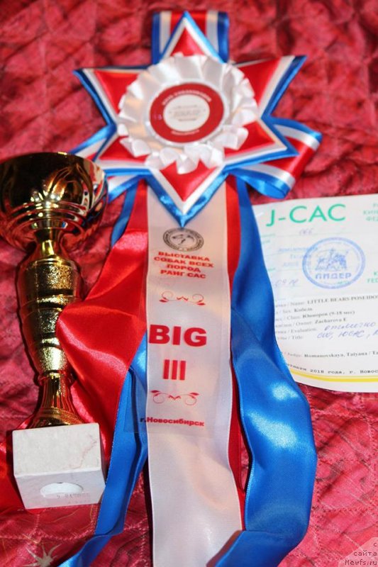 Фото: ньюфаундленд Little Bears Poseidone