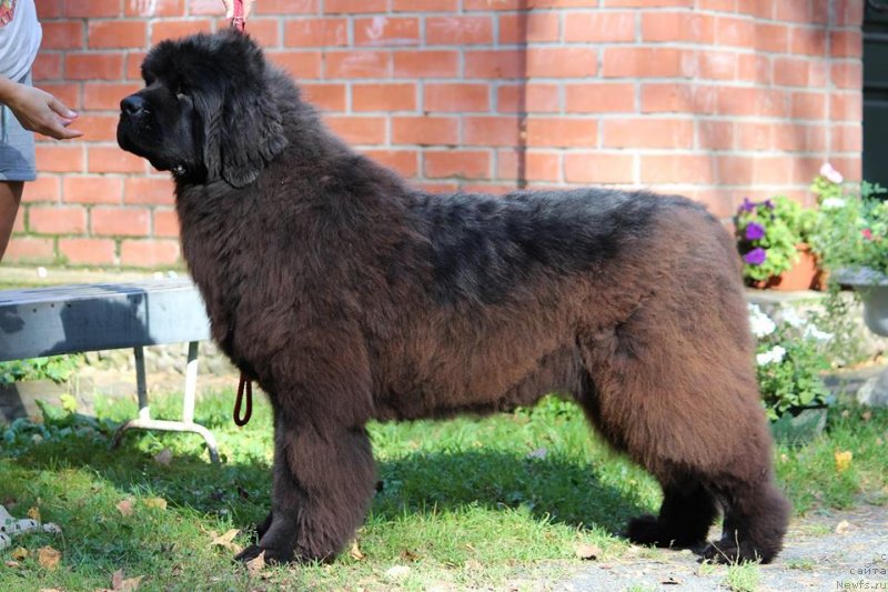 Фотография № 239112