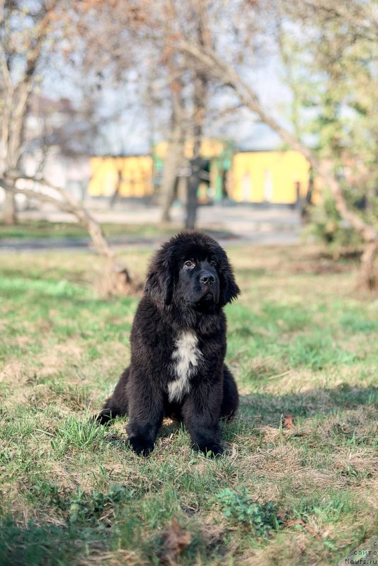 Фото: ньюфаундленд Belkonder-Klab Madam de Pompadur (Белкондер-Клаб Мадам де Помпадур)