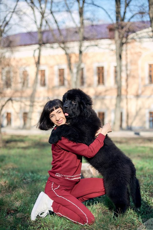 Фото: ньюфаундленд Belkonder-Klab Madam de Pompadur (Белкондер-Клаб Мадам де Помпадур), Mariya Ermachkova (Мария Ермачкова)