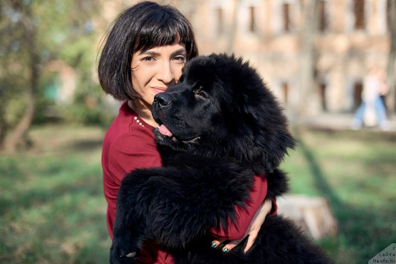 Фото: ньюфаундленд Belkonder-Klab Madam de Pompadur (Белкондер-Клаб Мадам де Помпадур), Mariya Ermachkova (Мария Ермачкова)