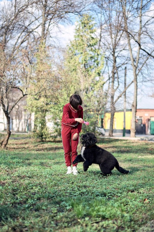 Фото: ньюфаундленд Belkonder-Klab Madam de Pompadur (Белкондер-Клаб Мадам де Помпадур), Mariya Ermachkova (Мария Ермачкова)
