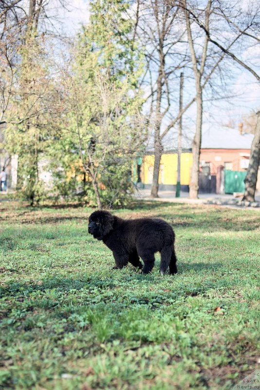 Фото: ньюфаундленд Belkonder-Klab Madam de Pompadur (Белкондер-Клаб Мадам де Помпадур)