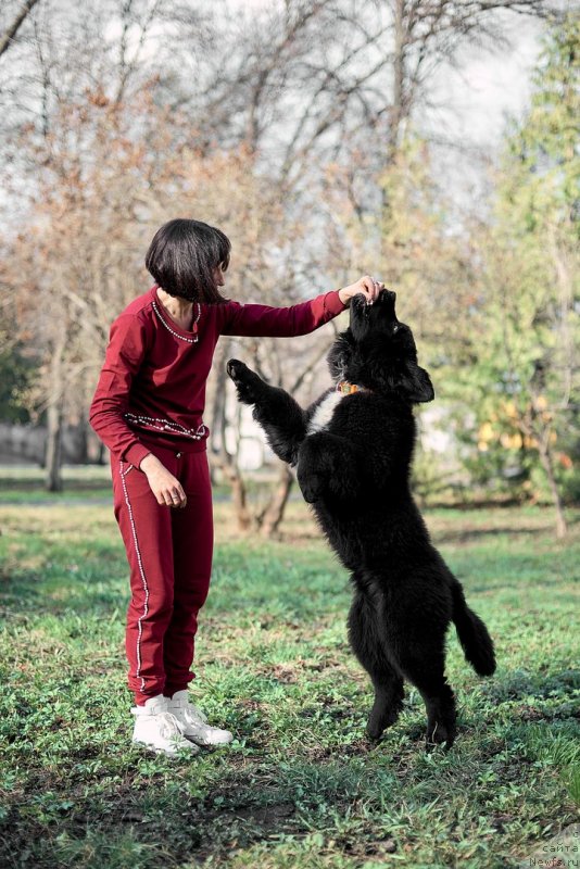 Фото: ньюфаундленд Belkonder-Klab Madam de Pompadur (Белкондер-Клаб Мадам де Помпадур), Mariya Ermachkova (Мария Ермачкова)