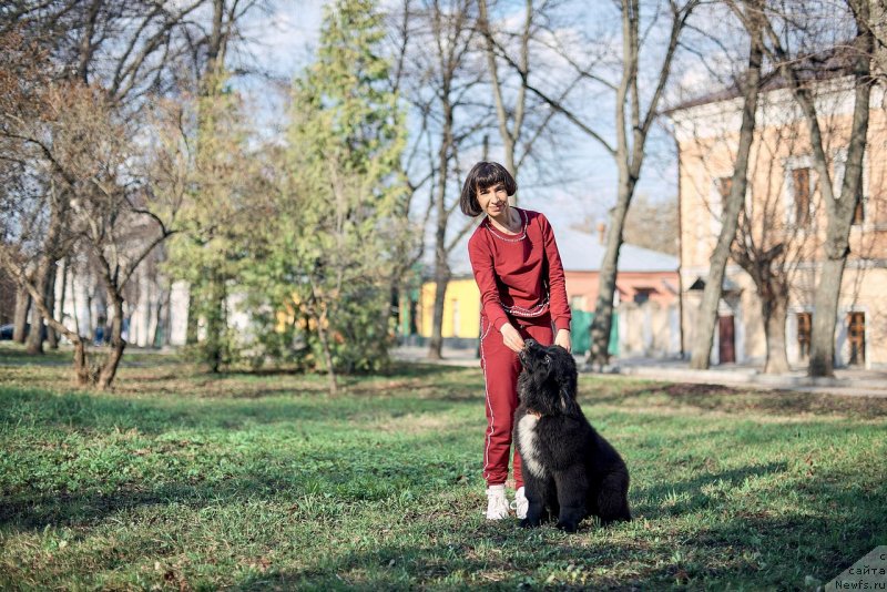 Фото: ньюфаундленд Belkonder-Klab Madam de Pompadur (Белкондер-Клаб Мадам де Помпадур), Mariya Ermachkova (Мария Ермачкова)