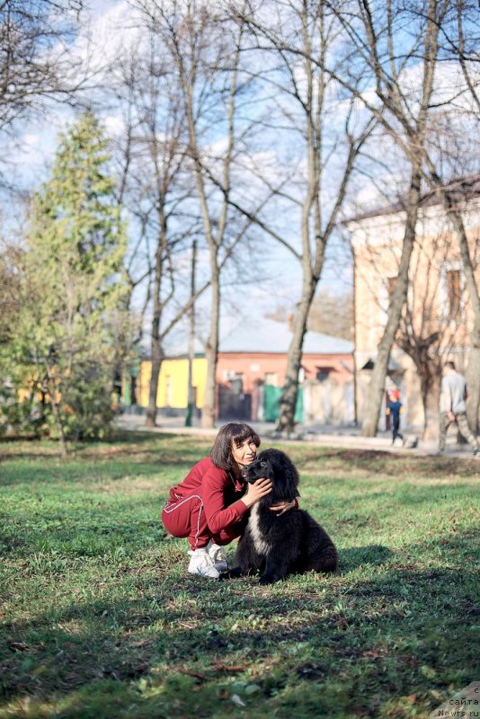 Фото: ньюфаундленд Belkonder-Klab Madam de Pompadur (Белкондер-Клаб Мадам де Помпадур), Mariya Ermachkova (Мария Ермачкова)