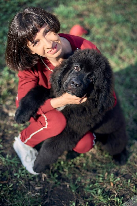 Фото: ньюфаундленд Belkonder-Klab Madam de Pompadur (Белкондер-Клаб Мадам де Помпадур), Mariya Ermachkova (Мария Ермачкова)