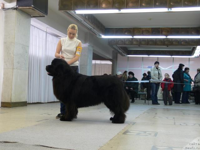 Фото: Aleksandra Ivashova (Александра Ивашова), ньюфаундленд O Black Diamond Little Bear (О Блек Диамонд Литтл Беар)