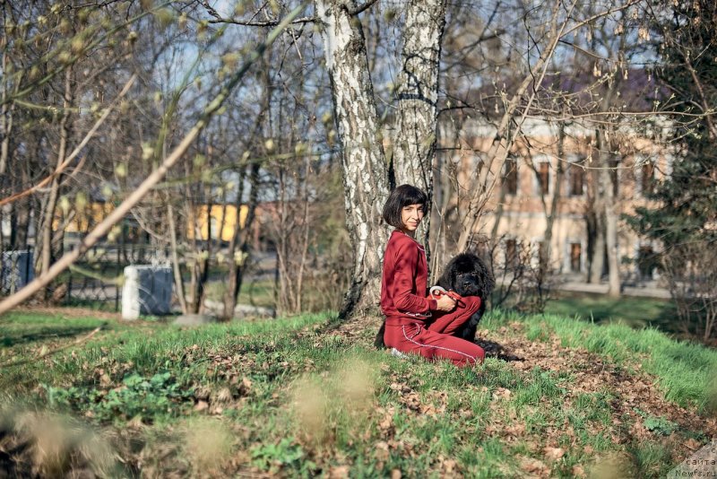 Фото: ньюфаундленд Belkonder-Klab Madam de Pompadur (Белкондер-Клаб Мадам де Помпадур), Mariya Ermachkova (Мария Ермачкова)