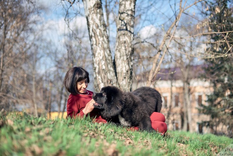 Фото: ньюфаундленд Belkonder-Klab Madam de Pompadur (Белкондер-Клаб Мадам де Помпадур), Mariya Ermachkova (Мария Ермачкова)