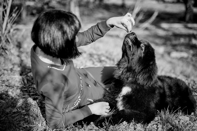 Фото: ньюфаундленд Belkonder-Klab Madam de Pompadur (Белкондер-Клаб Мадам де Помпадур), Mariya Ermachkova (Мария Ермачкова)