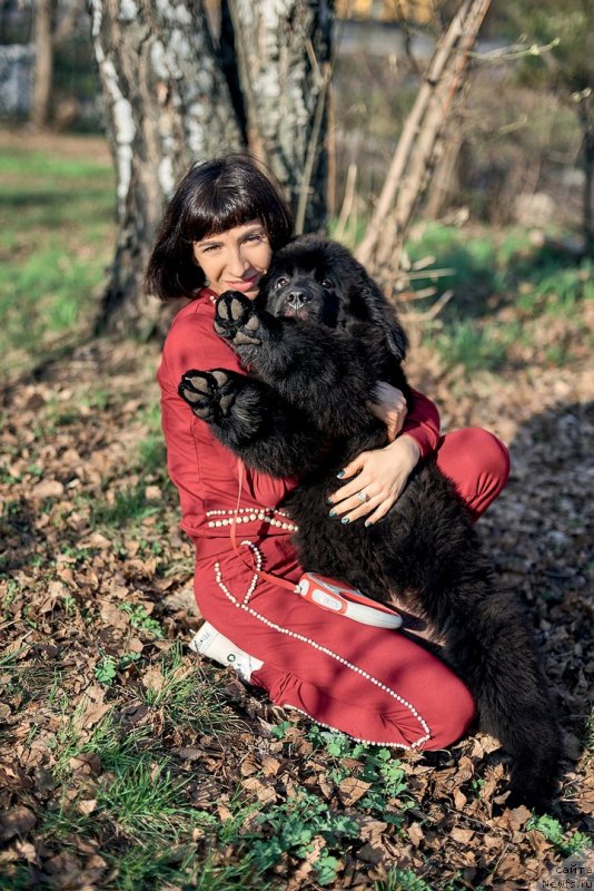 Фото: ньюфаундленд Belkonder-Klab Madam de Pompadur (Белкондер-Клаб Мадам де Помпадур), Mariya Ermachkova (Мария Ермачкова)