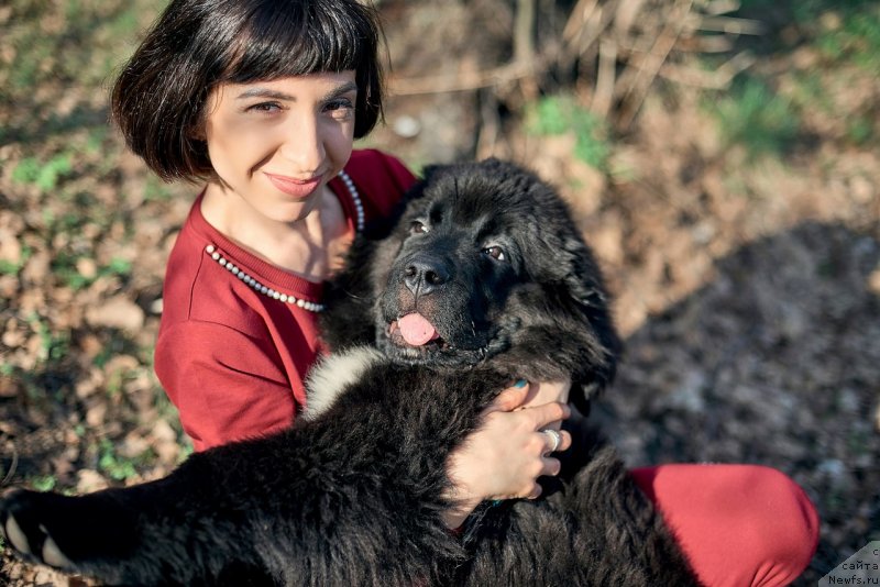 Фото: ньюфаундленд Belkonder-Klab Madam de Pompadur (Белкондер-Клаб Мадам де Помпадур), Mariya Ermachkova (Мария Ермачкова)