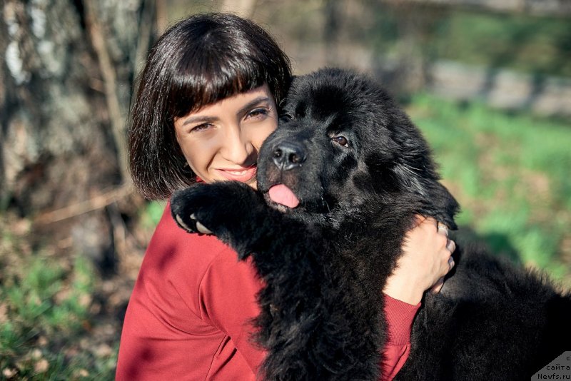 Фото: ньюфаундленд Belkonder-Klab Madam de Pompadur (Белкондер-Клаб Мадам де Помпадур), Mariya Ermachkova (Мария Ермачкова)