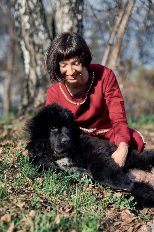 Фото: ньюфаундленд Belkonder-Klab Madam de Pompadur (Белкондер-Клаб Мадам де Помпадур), Mariya Ermachkova (Мария Ермачкова)