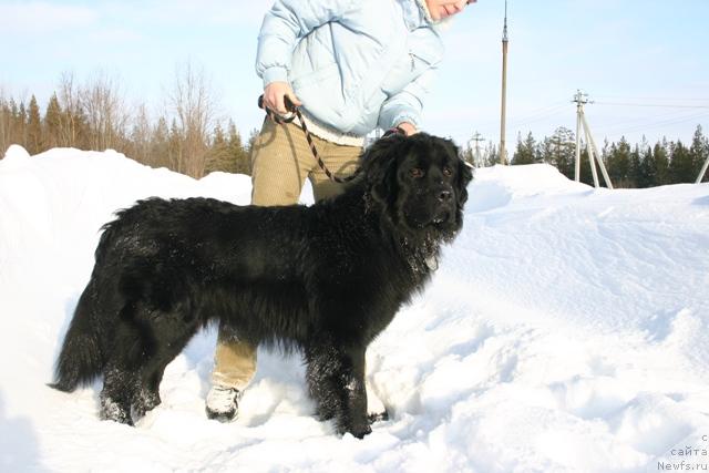 Фото: ньюфаундленд Kaiden Playful (Кайден Плейфул)