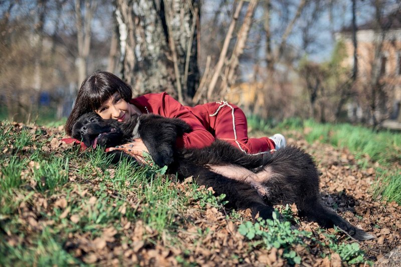 Фото: ньюфаундленд Belkonder-Klab Madam de Pompadur (Белкондер-Клаб Мадам де Помпадур), Mariya Ermachkova (Мария Ермачкова)