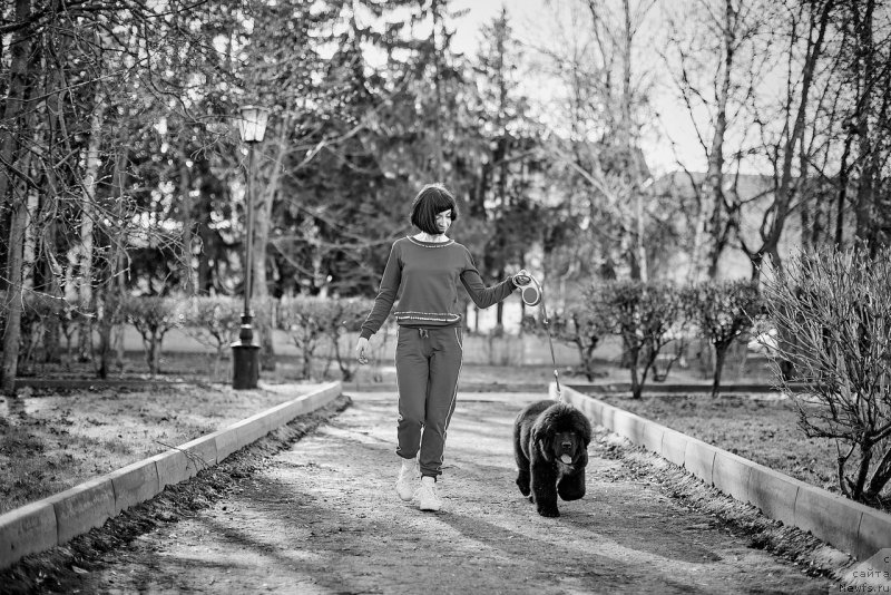 Фото: ньюфаундленд Belkonder-Klab Madam de Pompadur (Белкондер-Клаб Мадам де Помпадур), Mariya Ermachkova (Мария Ермачкова)