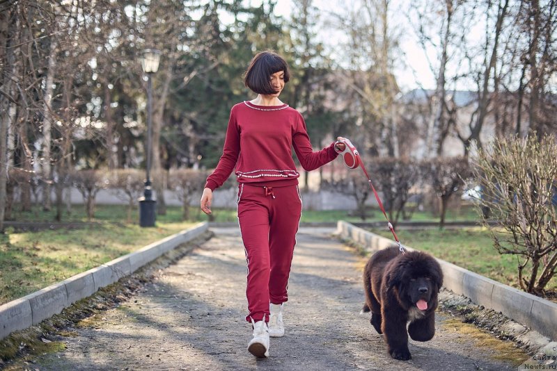 Фото: ньюфаундленд Belkonder-Klab Madam de Pompadur (Белкондер-Клаб Мадам де Помпадур), Mariya Ermachkova (Мария Ермачкова)