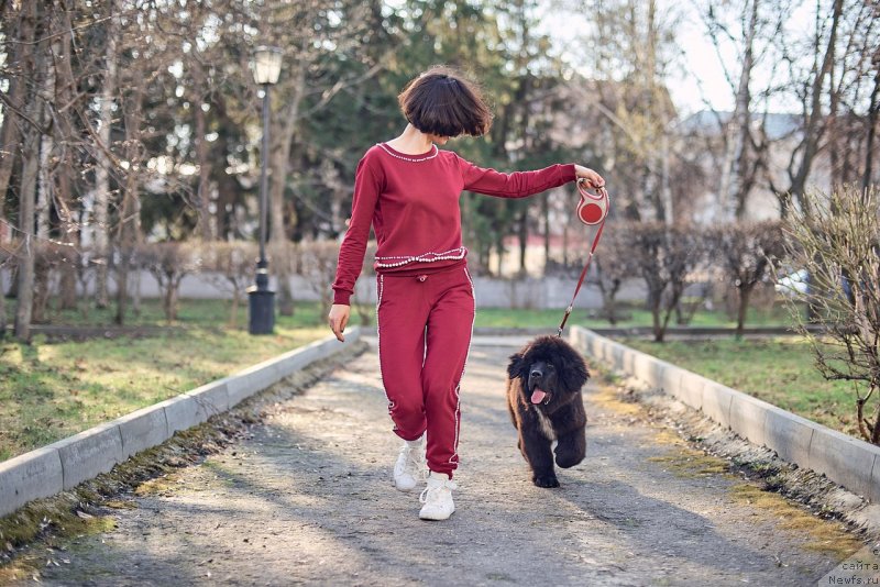 Фото: ньюфаундленд Belkonder-Klab Madam de Pompadur (Белкондер-Клаб Мадам де Помпадур), Mariya Ermachkova (Мария Ермачкова)