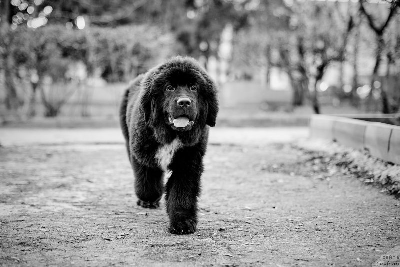 Фото: ньюфаундленд Belkonder-Klab Madam de Pompadur (Белкондер-Клаб Мадам де Помпадур)