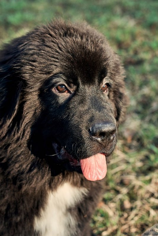 Фото: ньюфаундленд Belkonder-Klab Madam de Pompadur (Белкондер-Клаб Мадам де Помпадур)