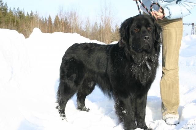 Фото: ньюфаундленд Kaiden Playful (Кайден Плейфул)