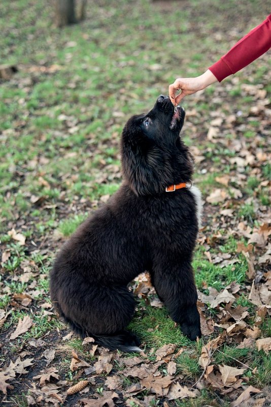 Фото: ньюфаундленд Belkonder-Klab Madam de Pompadur (Белкондер-Клаб Мадам де Помпадур)