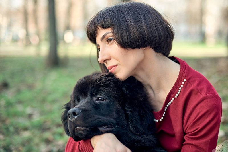 Фото: ньюфаундленд Belkonder-Klab Madam de Pompadur (Белкондер-Клаб Мадам де Помпадур), Mariya Ermachkova (Мария Ермачкова)