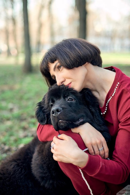 Фото: ньюфаундленд Belkonder-Klab Madam de Pompadur (Белкондер-Клаб Мадам де Помпадур), Mariya Ermachkova (Мария Ермачкова)