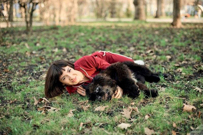 Фото: ньюфаундленд Belkonder-Klab Madam de Pompadur (Белкондер-Клаб Мадам де Помпадур), Mariya Ermachkova (Мария Ермачкова)