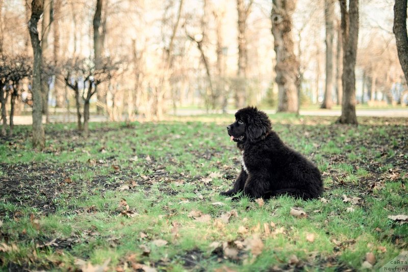 Фото: ньюфаундленд Belkonder-Klab Madam de Pompadur (Белкондер-Клаб Мадам де Помпадур)